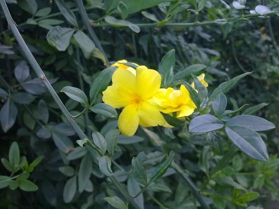 Herbarium #002 – Jasmim Amarelo (Jasminum mesnyi) – Cabeça de Frade